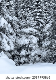 Paisaje invierno con exuberantes