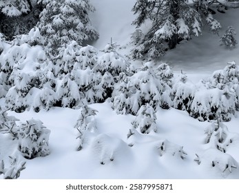 Paisaje invierno con exuberantes