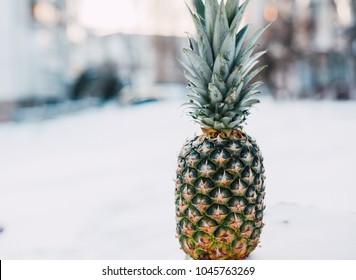 Winter landscape made of fresh pineapple and snow in the sunlight. Tropical fruit on white snow concept