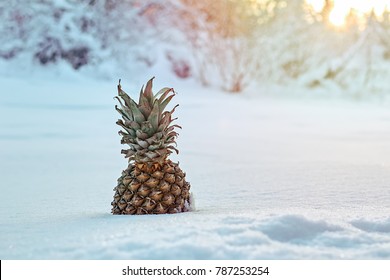 Winter landscape made of fresh pineapple and snow in the sunlight. Tropical fruit on white snow concept.