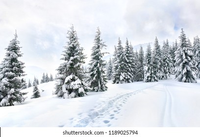 Winter landscape of mountains with path with footprints in snow following in fir forest and glade. Carpathian mountains - Powered by Shutterstock