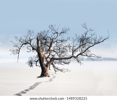 Similar – trees in an ice of lake