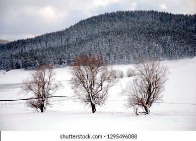 Winter Landscape On The Mountain Of Sila Calabria Italy