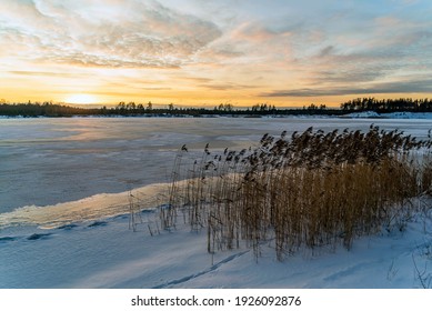 Winter landscape on the shore of a frozen lake with reeds.