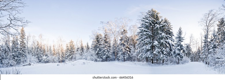 Winter landscape panorama - forest and snow
