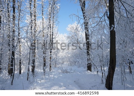 Similar – Foto Bild Schwarzwälder Winterlandschaft