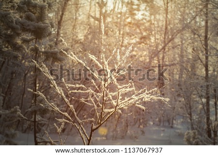 Similar – Foto Bild Wintersonne Natur