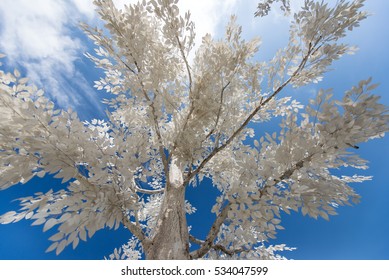 Winter landscape of pine trees and a big hat snow and clear blue sky