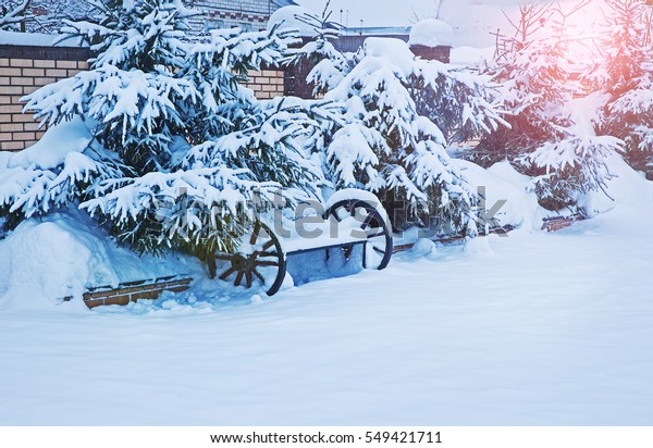 Winter Landscape Pine Trees Blue Spruces Stock Photo Edit Now
