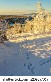 Winter Landscape With Rabbit Tracks In The Snow, Nice Warm Light, Gällivare County, Swedish Lapland, Sweden