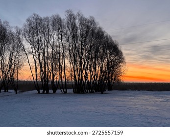 Winter landscape with a row of leafless trees standing on a snowy field during a colorful sunset. Bare tree silhouettes contrast against a warm orange and pink sky, creating a peaceful and atmospheric scene. Cold season nature background with calm mood, natural light, and wide open space. Ideal for concepts of winter, tranquility, solitude, seasonal change, and scenic countryside nature.