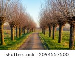 Winter landscape with a row of pollarded willow trees on both side of walkway under blue sky, Nature path with green grass field along the way and leafless tree, Countryside of the Netherlands.