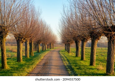 Winter Landscape With A Row Of Pollarded Willow Trees On Both Side Of Walkway Under Blue Sky, Nature Path With Green Grass Field Along The Way And Leafless Tree, Countryside Of The Netherlands.