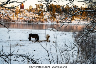 Winter landscape scene with forest, snow covered pine trees and seaside mountains. Winter horse ground tranquil view of frozen sea and silent sunnyday.