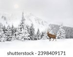 Winter landscape with sika deer ( Cervus nippon, spotted deer ) walking in the snow in fir forest and glade