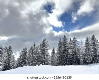 Paisaje invierno con pinos