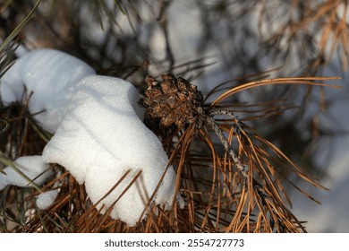 winter landscape. snow covered trees. christmas trees in the forest in winter. christmas forest in the winter. - Powered by Shutterstock