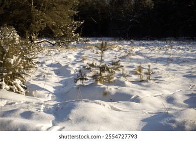 winter landscape. snow covered trees. christmas trees in the forest in winter. christmas forest in the winter. - Powered by Shutterstock