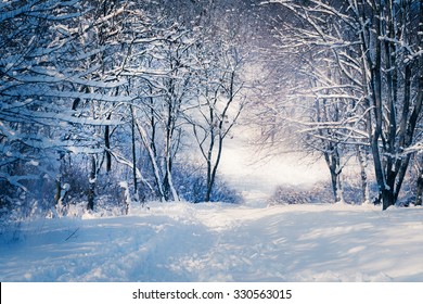 Winter landscape in snow forest. 