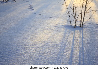 Winter Landscape With Snow And The Sun. Footprints On An Animal In The Snow.