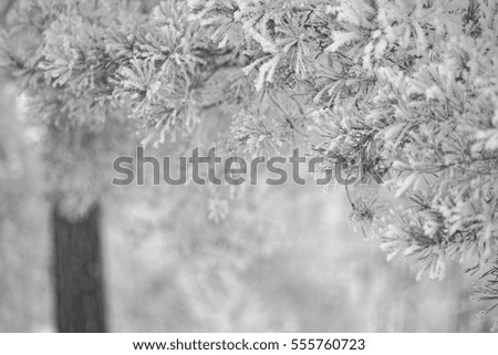 Similar – winter door Nature Winter