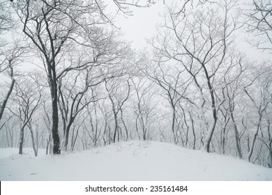 Winter landscape. Snowfall in the forest. Russia