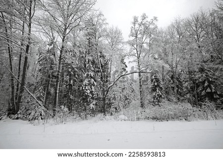 clearing Forest Clearing