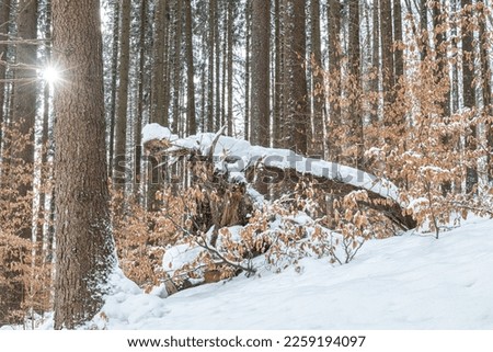 Winter landscape of snowy forest of trees with the remains of autumn leaves.