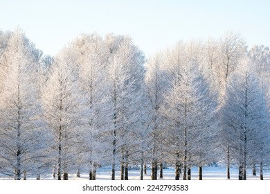 Winter landscape with snowy, hoarfrost covered birch trees. Frosty landscape at Christmas time. Hoarfrost on the trees.
