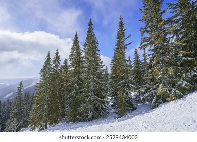 Winter landscape with snowy mountains, green pine trees, clear weather, winter, wide angle lens - Powered by Shutterstock