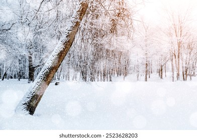 Winter landscape, soft sunrise light in the winter forest, picturesque morning view with forest trees and nature covered with snow, winter wonderland scene - Powered by Shutterstock