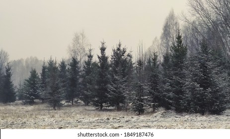 Winter landscape. Spruce trees and snow covered fields.