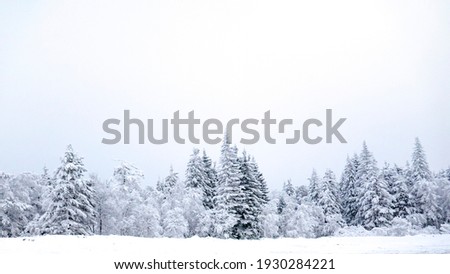 Winter landscape with spruces and snow