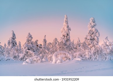 Winter Landscape At Sunrise In Finnish Lapland. Spruce Trees Covered By Snow.