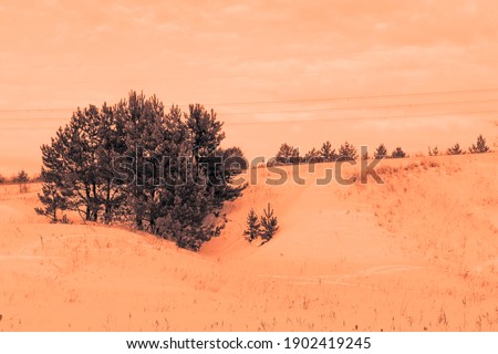 Winter landscape at sunrise with pines on a hillock. Selective focus.