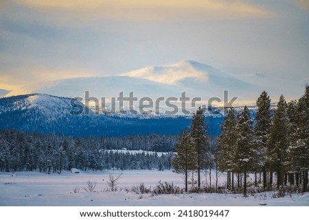 Winter landscape in Swedish Lapland with snowy trees and sunny weather, Jokkmokk county, Swedish Lapland, Sweden
