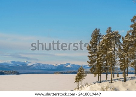 Winter landscape in Swedish Lapland with snowy trees and sunny weather, Jokkmokk county, Swedish Lapland, Sweden