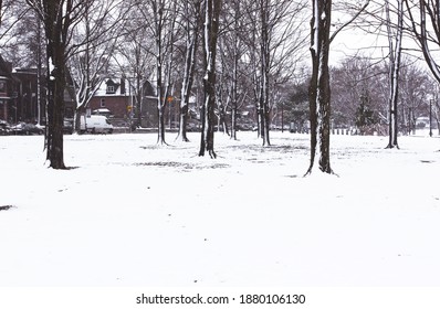 A winter landscape in a Toronto park. Snow softly covers the ground and the surrounding trees.