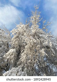 Winter landscape tree and blue sky