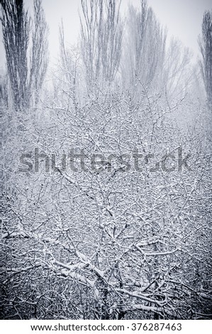 Similar – Foto Bild Rauhreif Winter Natur