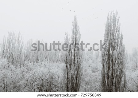 Similar – Foto Bild Rauhreif Winter Natur