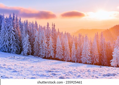 Winter Panorama Landscape Forest Trees Covered Stock Photo (Edit Now ...