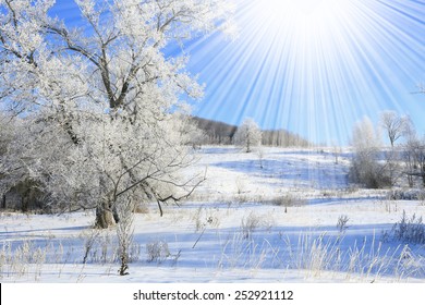 Winter landscape trees in frost in a snowy field in the early frosty morning - Powered by Shutterstock