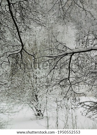 Similar – Mirrored Tree Reflection