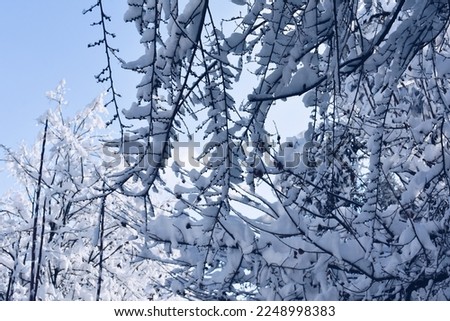 Similar – Snow vs. sun Natur Pflanze