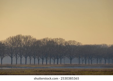 Winter landscape view of bare and leafless trees trunk with warm sunlight in afternoon, Dutch countryside farm with fog and mist, Typical polder with low land and reed plant along polder, Netherlands. - Powered by Shutterstock