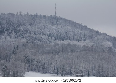 Winter landscape with a view of the forest