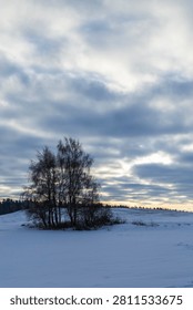 Winter landscape viewing bare trees and bushes in a snow covered field under a cloudy sky