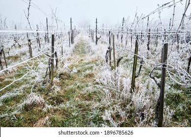 Winter landscape, vineyards with hoarfrost and fog - Powered by Shutterstock