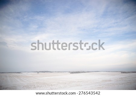winter landscape of young grey forest with bright blue sky